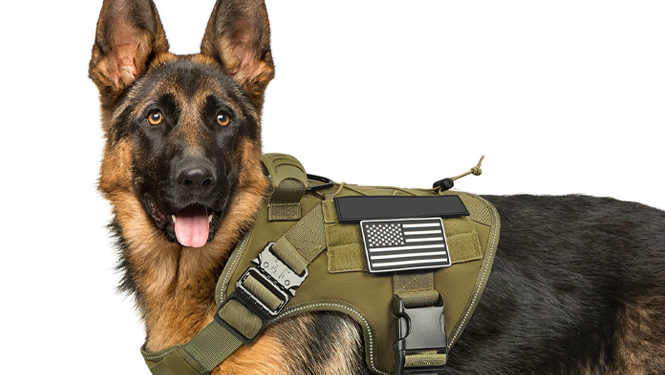 police dog in vest